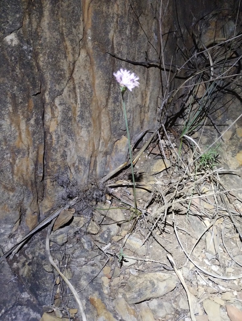 Allium traubii photo 5