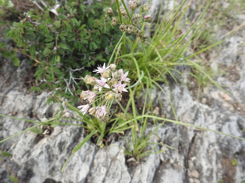 Allium traubii photo 6