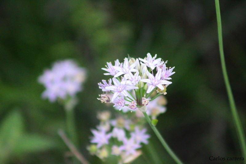 Allium traubii photo 7