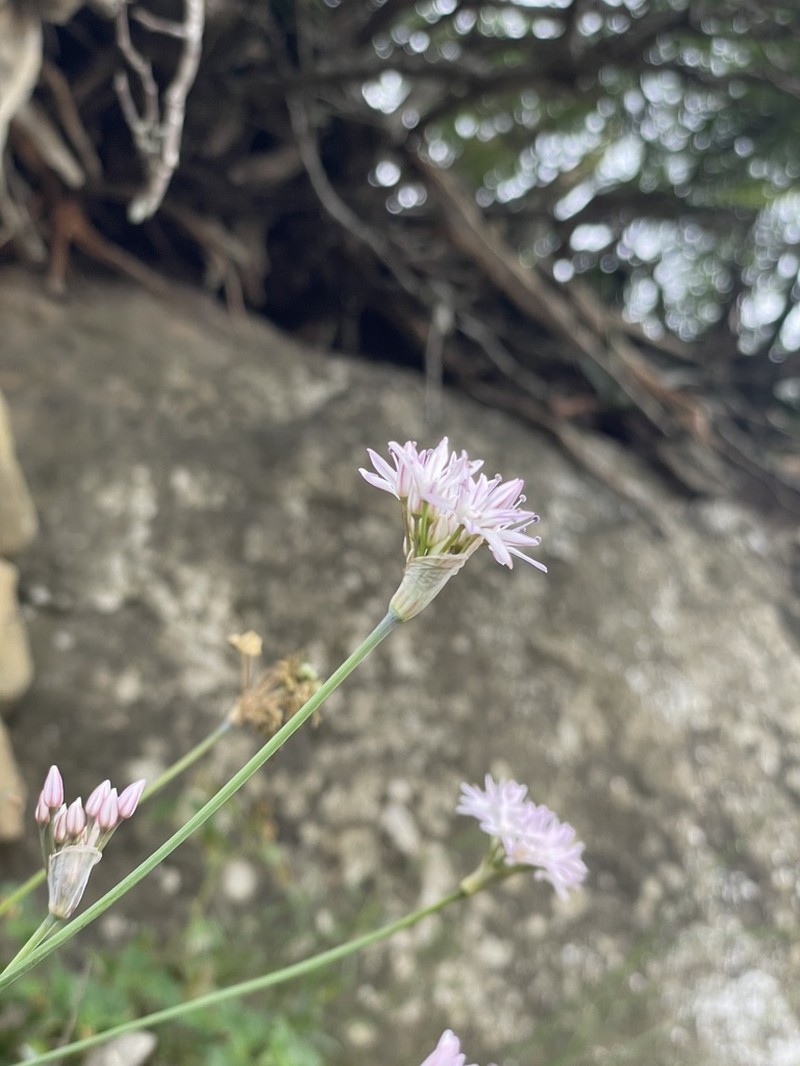 Allium traubii photo 8
