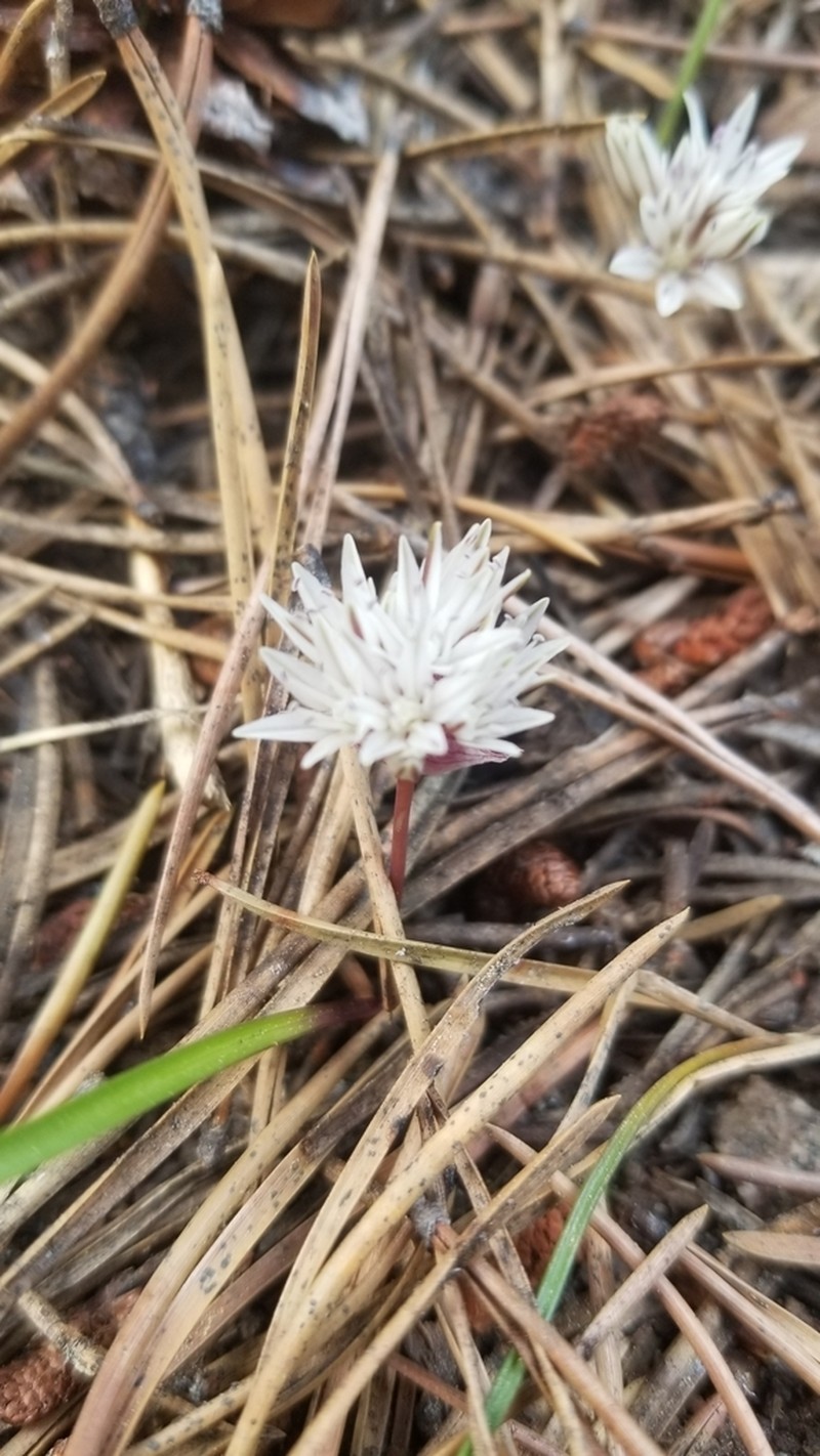 Threebract Onion photo 3