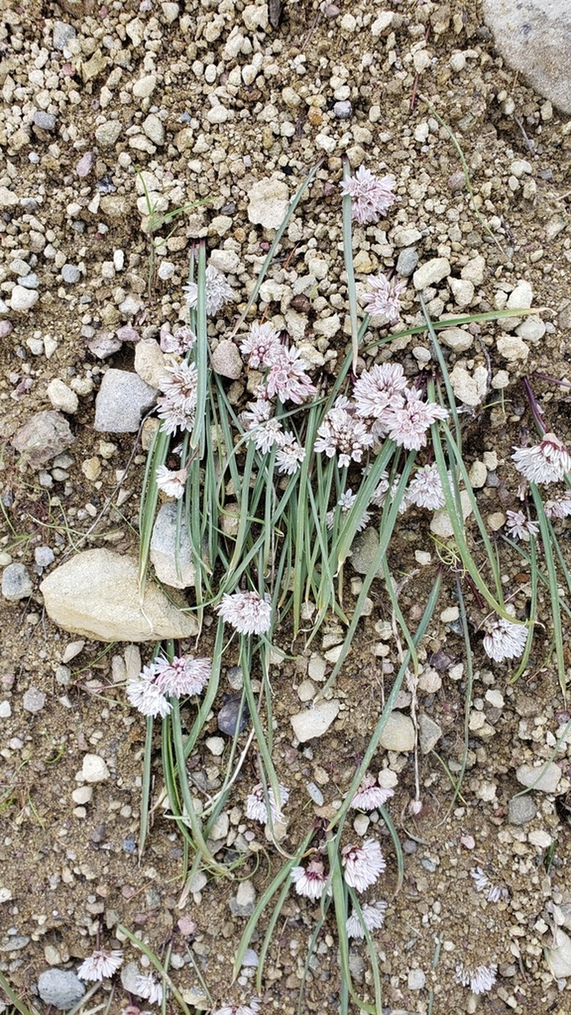 Threebract Onion photo 5
