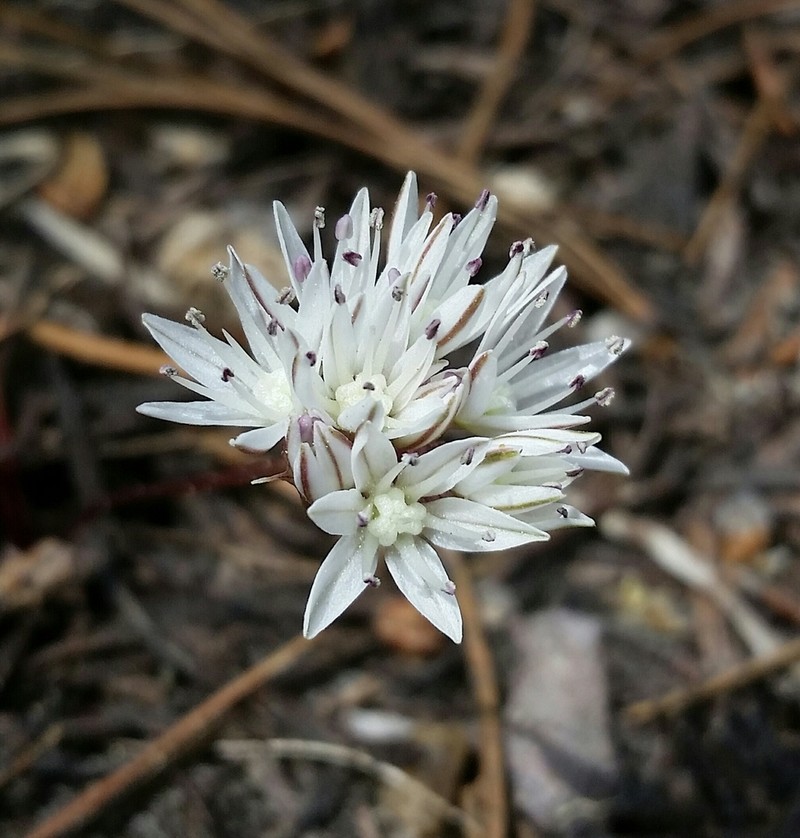 Threebract Onion photo 7