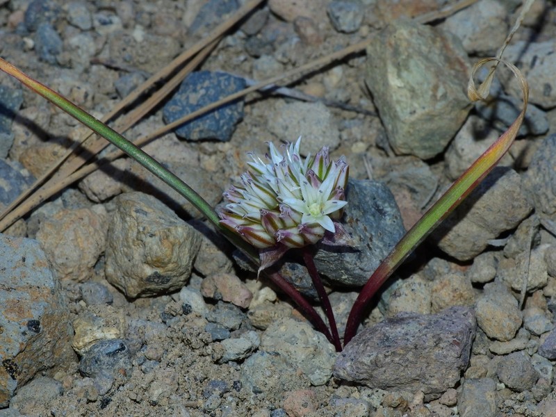 Threebract Onion photo 8