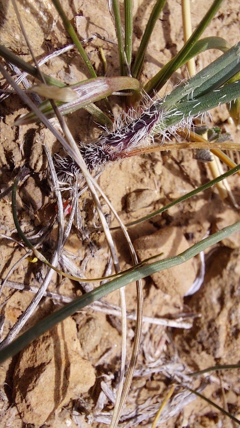 Allium trichocnemis photo 2