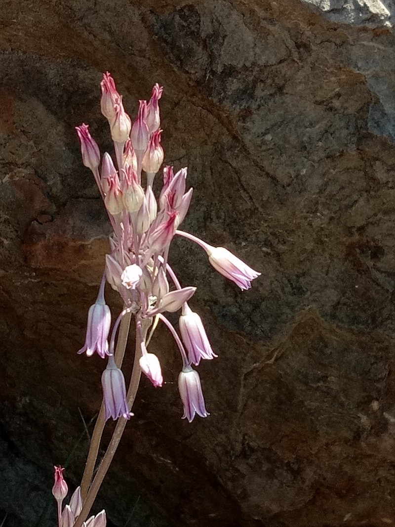 Allium trichocnemis photo 3