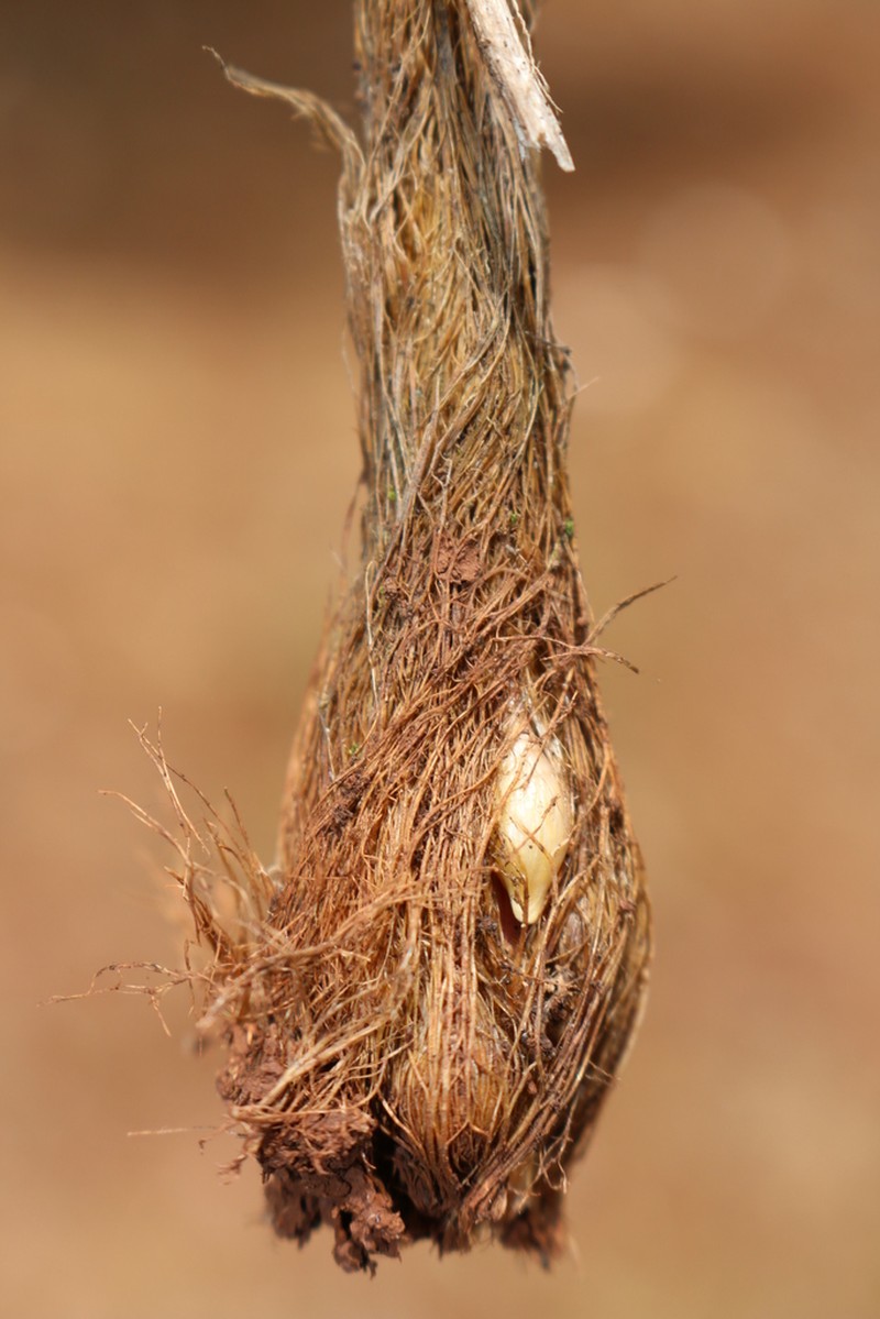 Allium trichocnemis photo 4