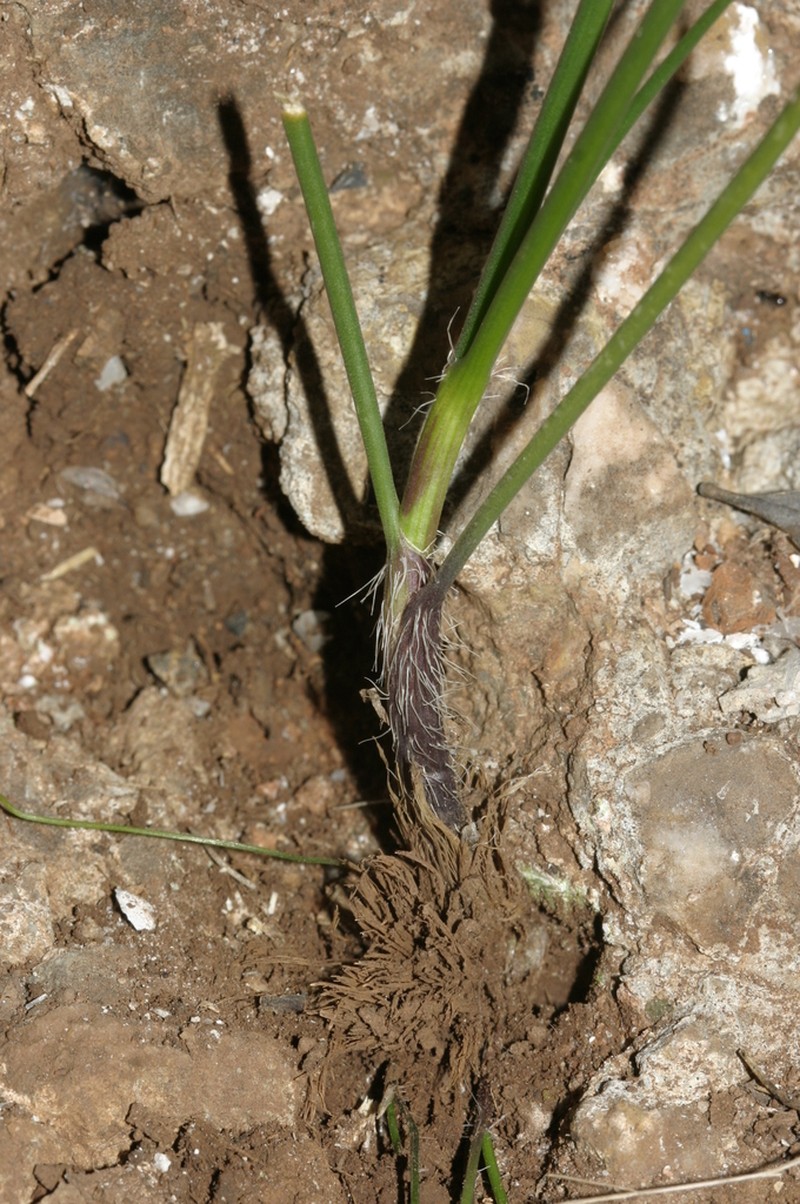 Allium trichocnemis photo 5