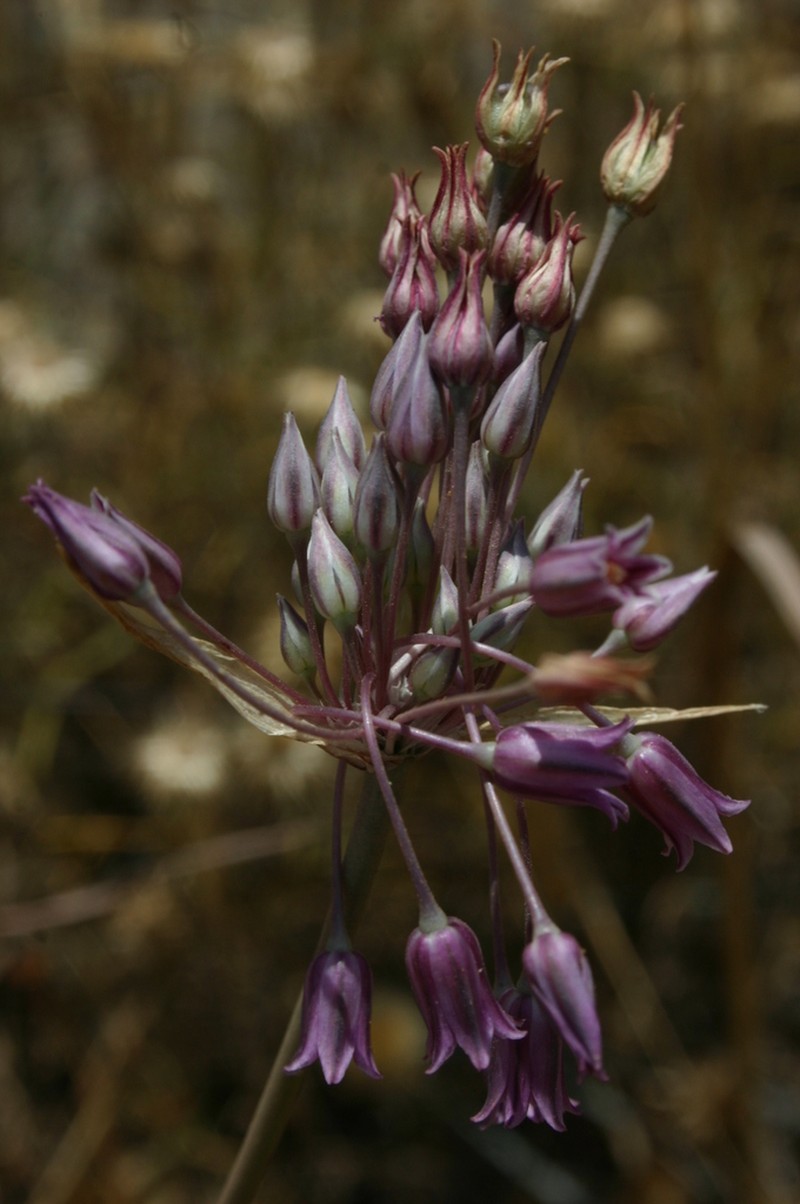 Allium trichocnemis photo 6