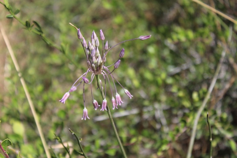 Allium trichocnemis photo 7