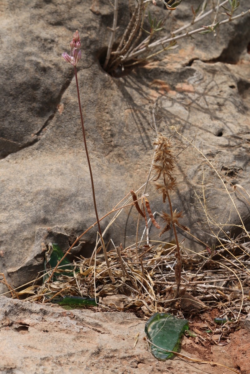 Allium trichocnemis photo 8
