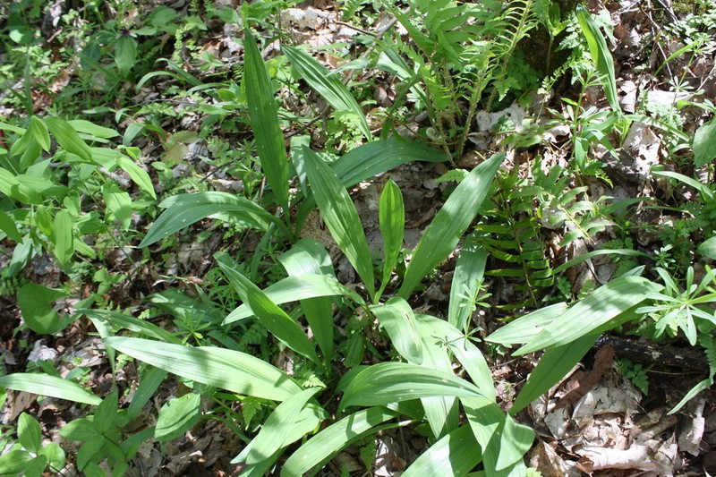 Ramp photo 6