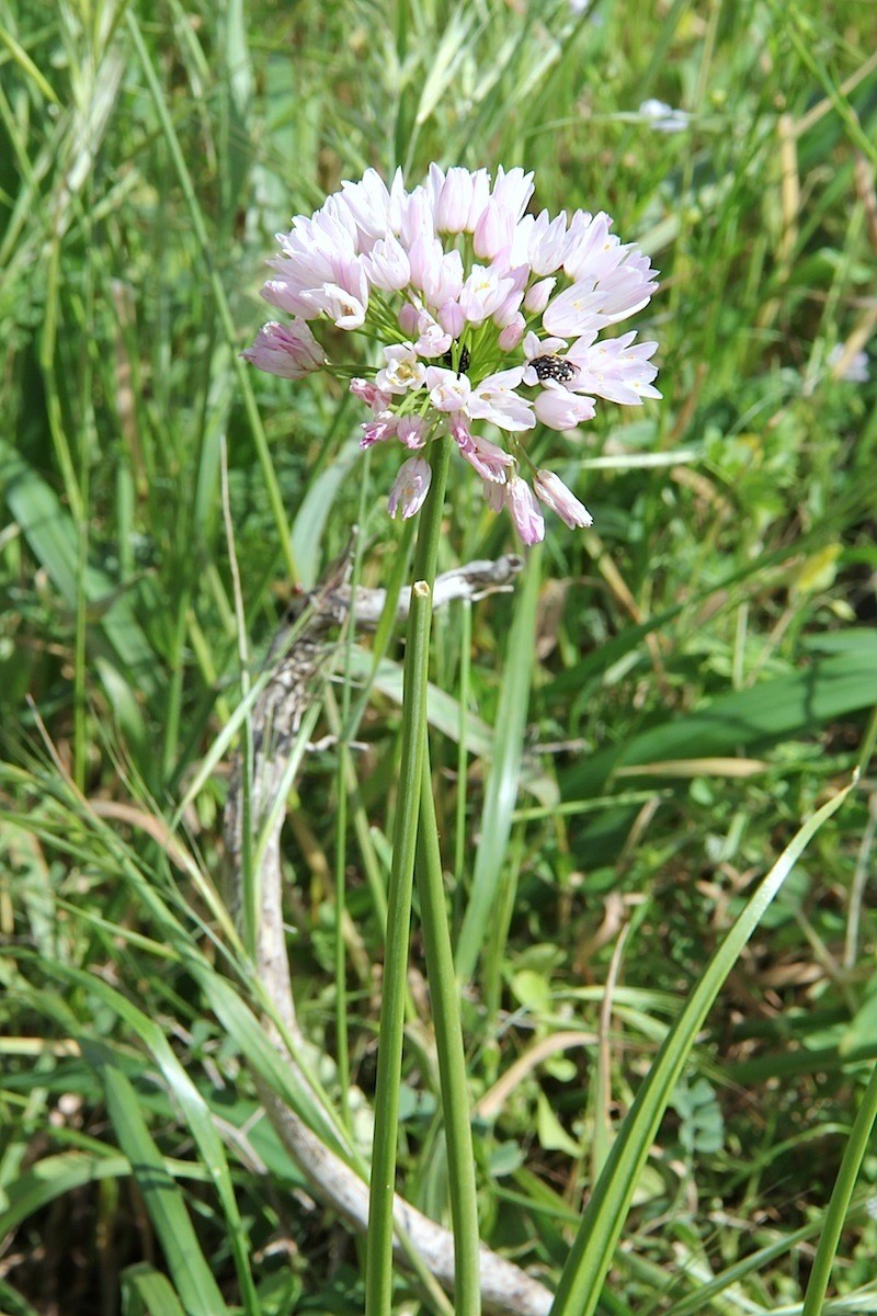 Allium trifoliatum
