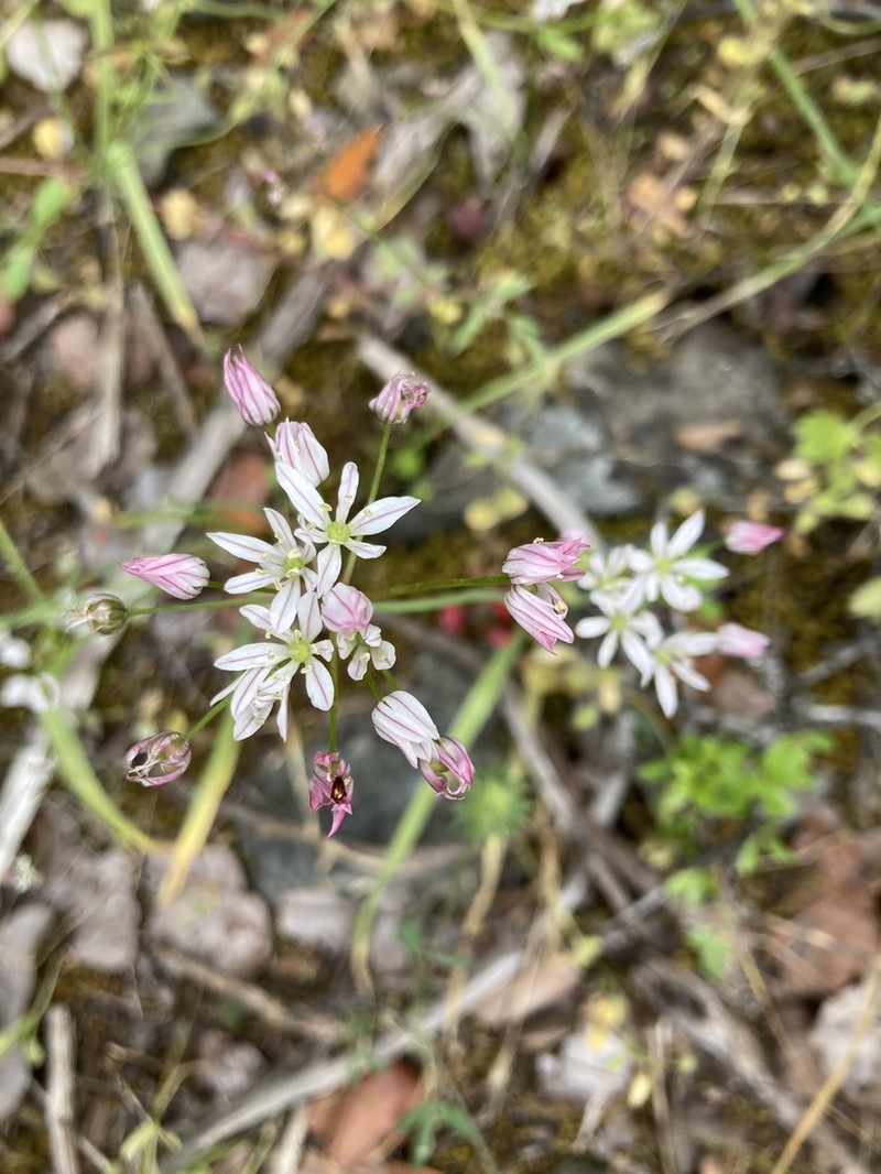 Allium trifoliatum photo 2