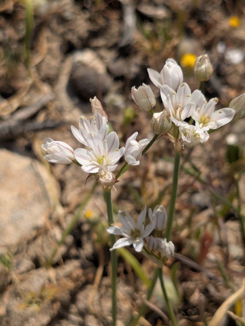 Allium trifoliatum photo 3