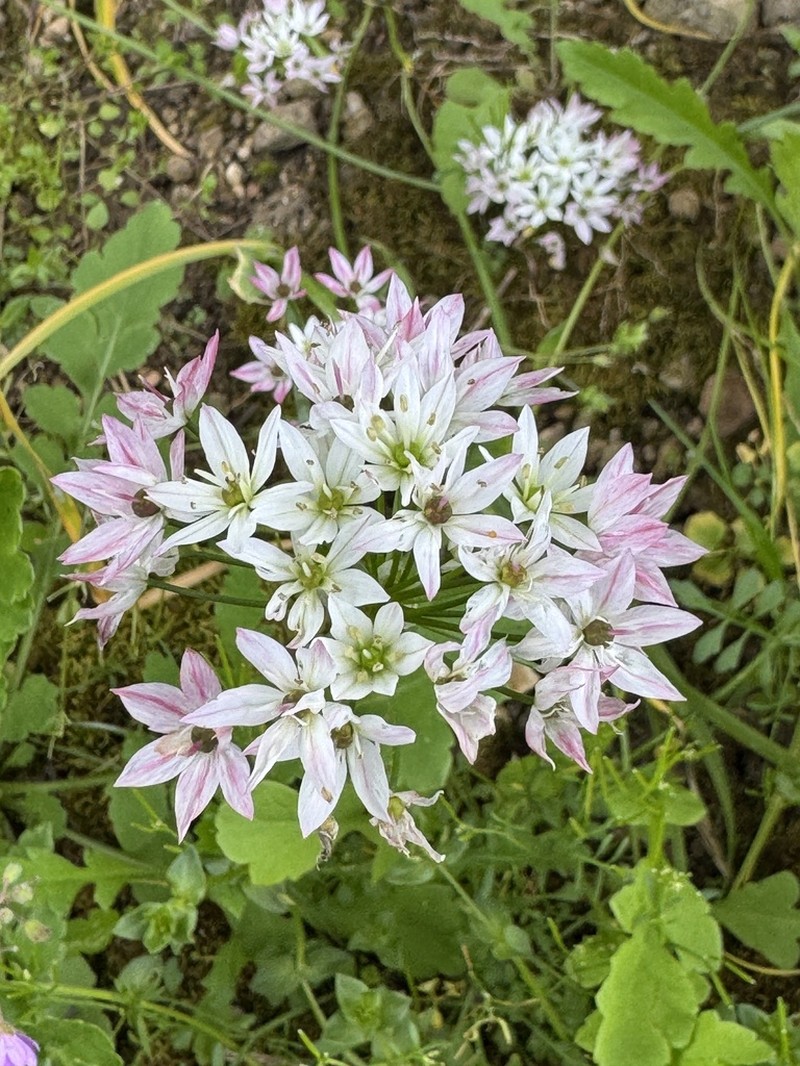 Allium trifoliatum photo 4