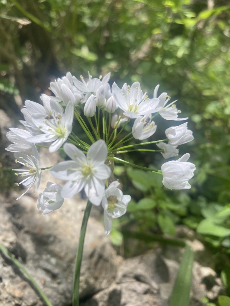 Allium trifoliatum photo 5