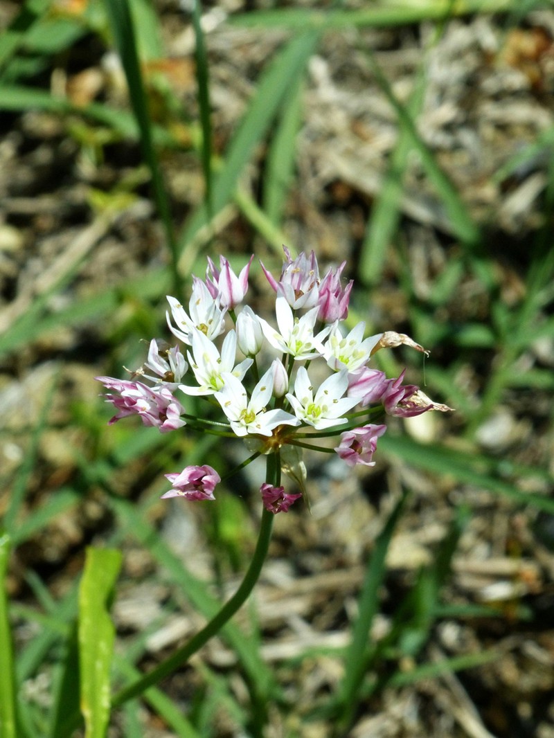 Allium trifoliatum photo 6