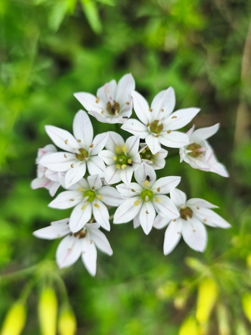 Allium trifoliatum photo 7