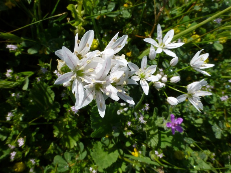 Allium trifoliatum photo 8