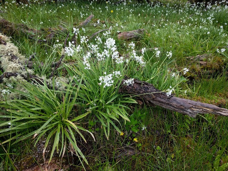 Allium trifurcatum