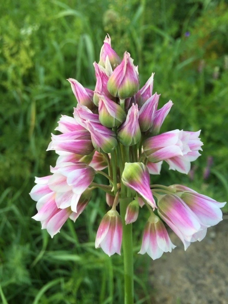 Allium tripedale photo 2
