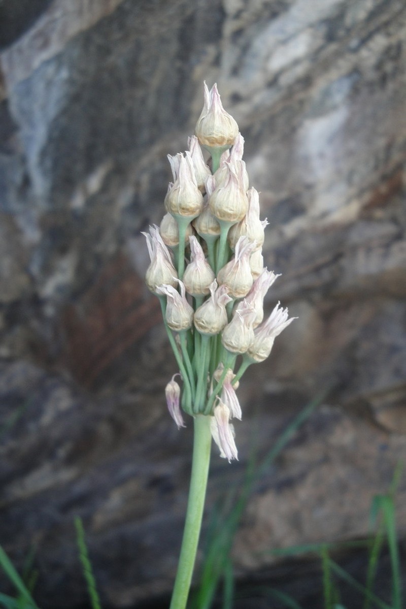 Allium tripedale photo 4