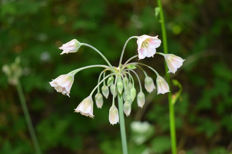 Allium tripedale photo 5