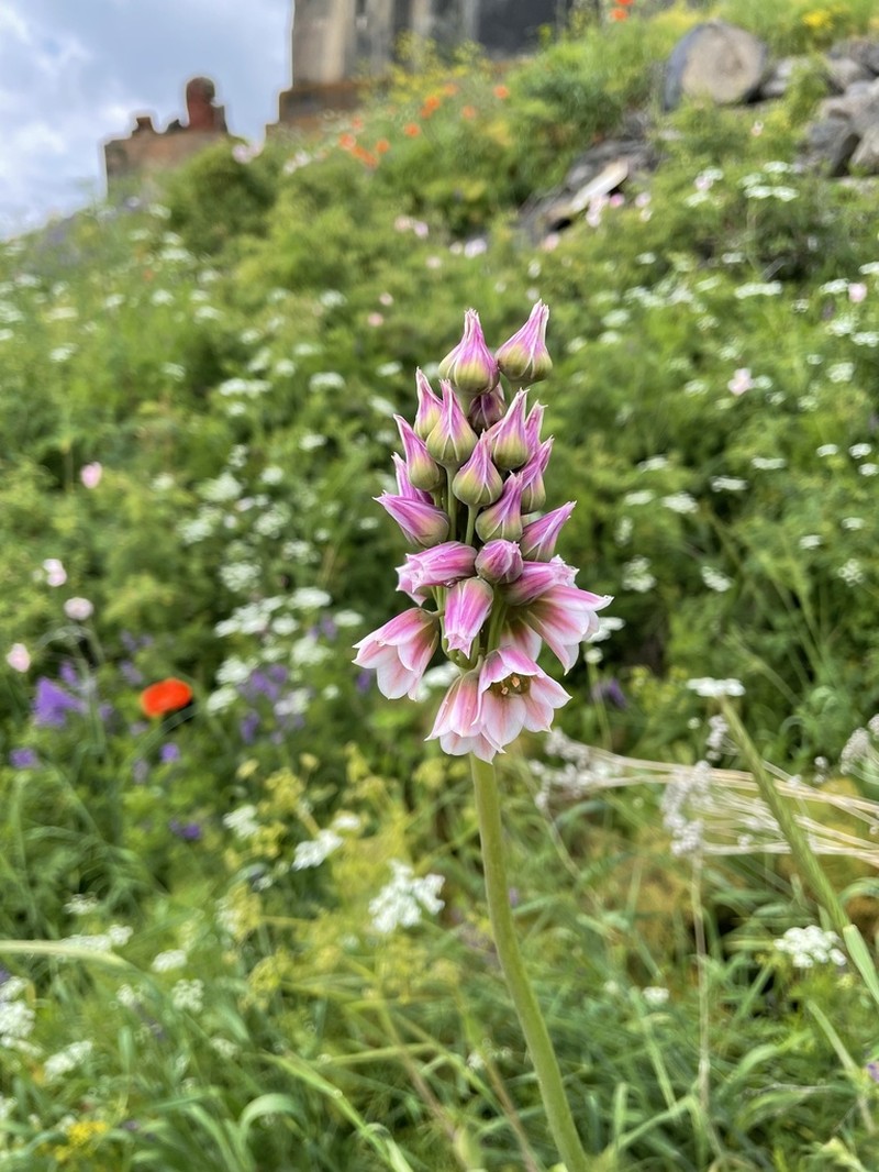 Allium tripedale photo 6