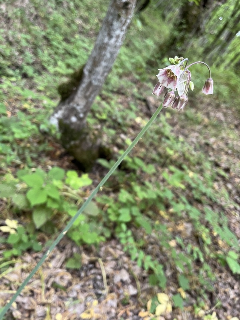 Allium tripedale photo 7