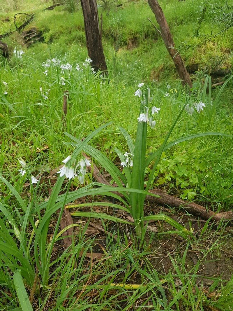 Threecorner Leek photo 3