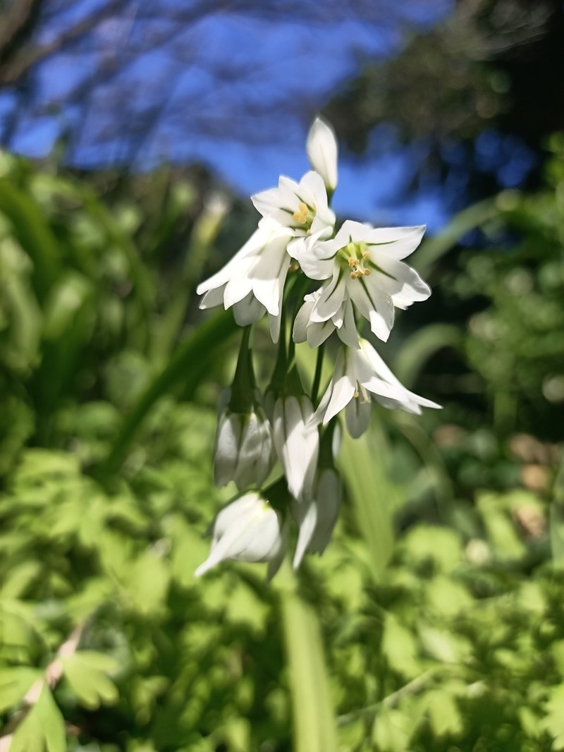 Threecorner Leek photo 4