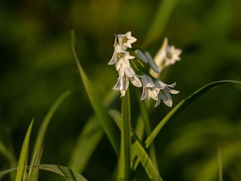Threecorner Leek photo 5