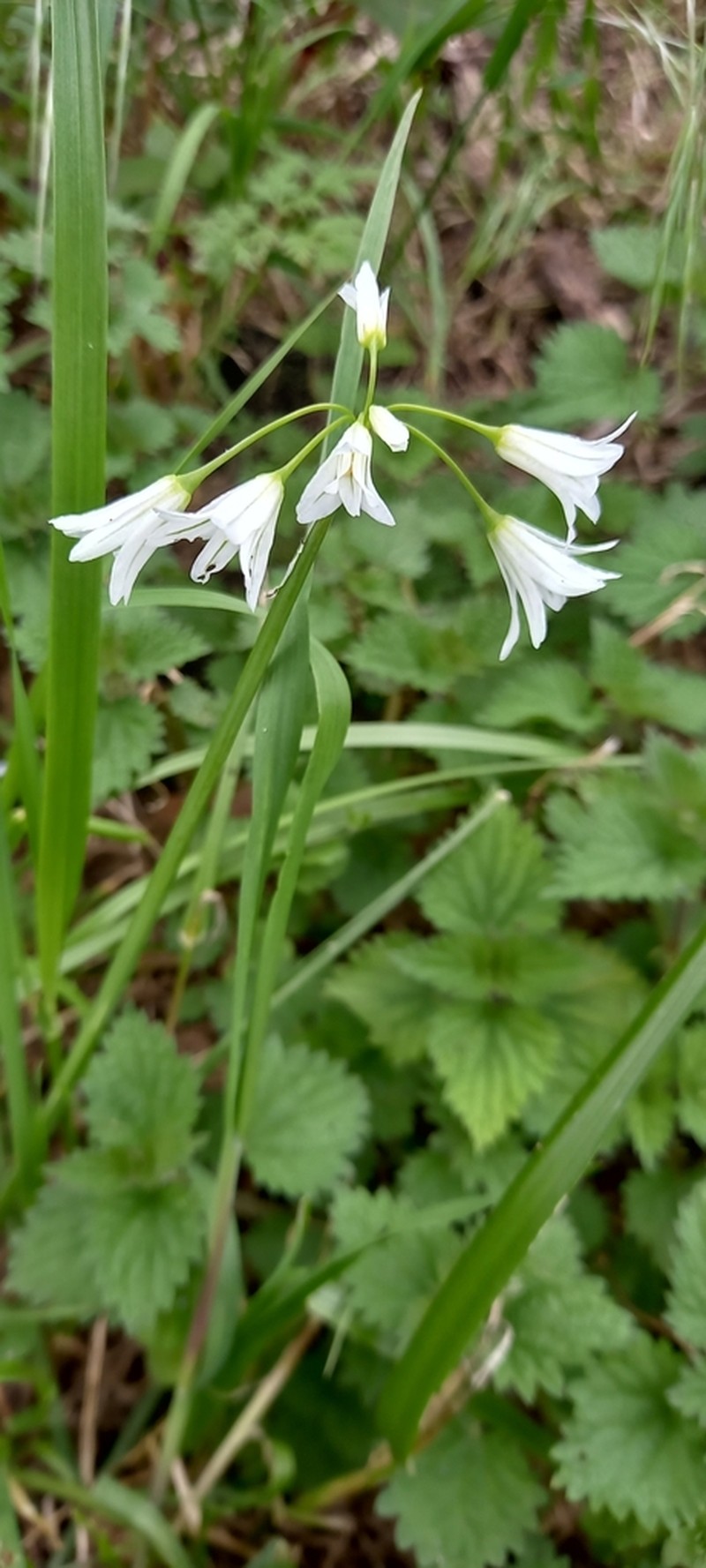 Threecorner Leek photo 6