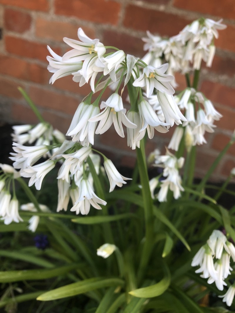 Threecorner Leek photo 7