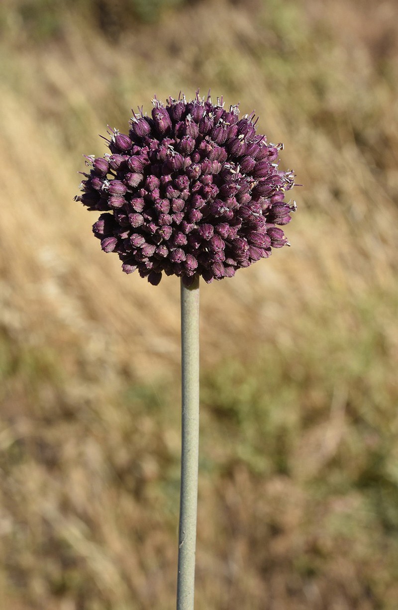 Allium truncatum photo 2