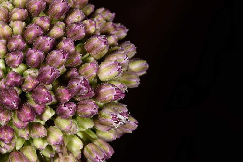 Allium truncatum photo 3
