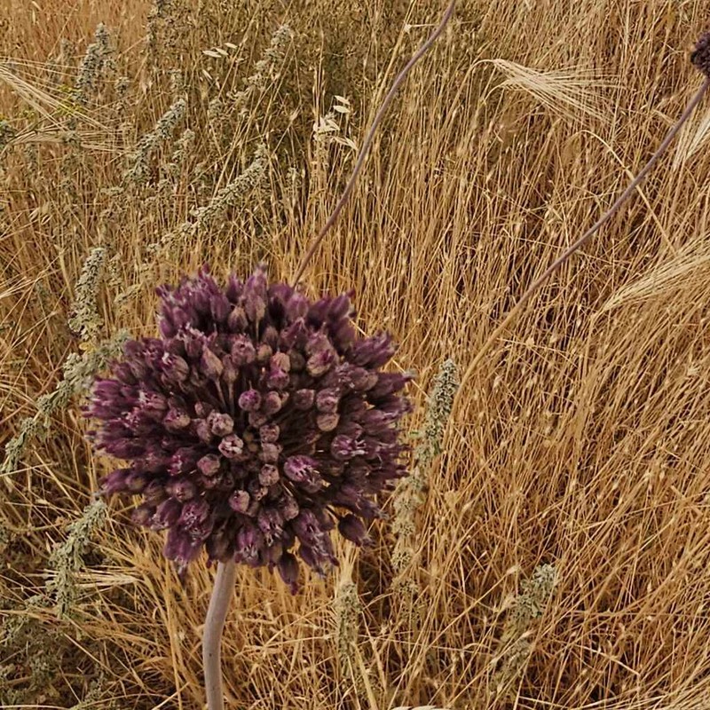 Allium truncatum photo 4