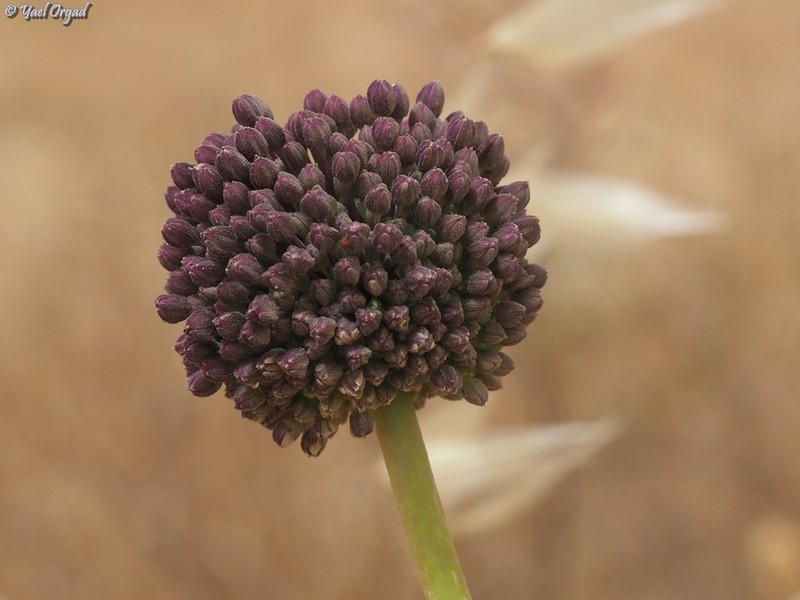 Allium truncatum photo 5