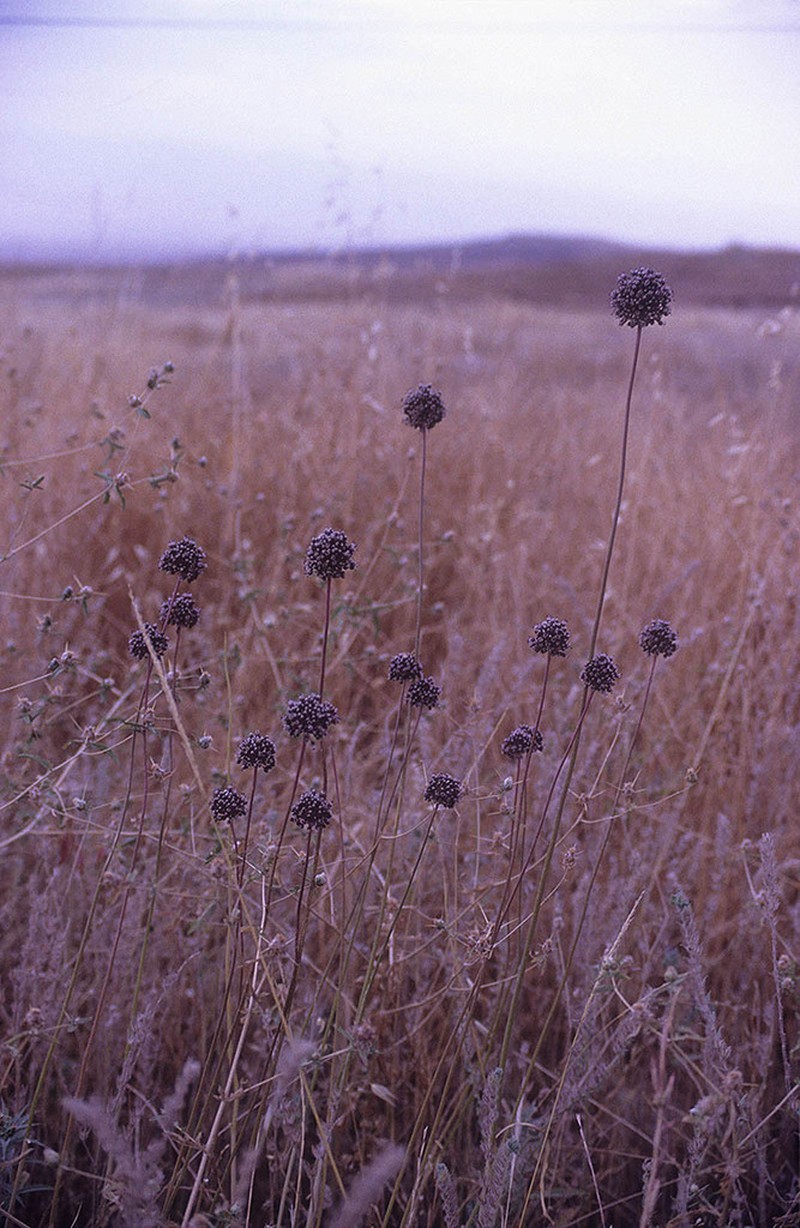 Allium truncatum photo 6