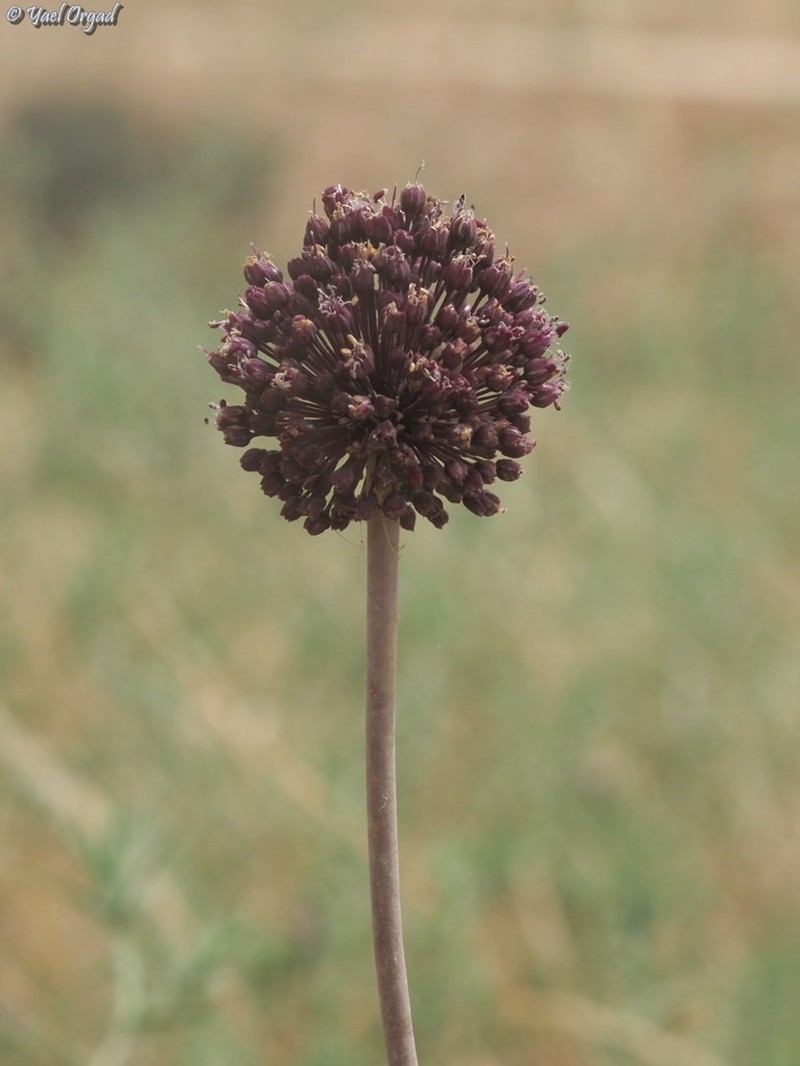 Allium truncatum photo 8