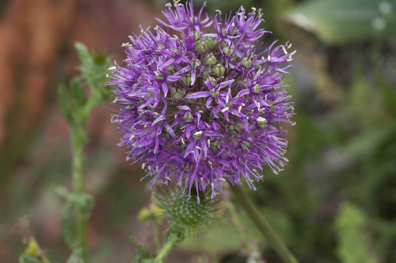 Allium tschimganicum photo 3
