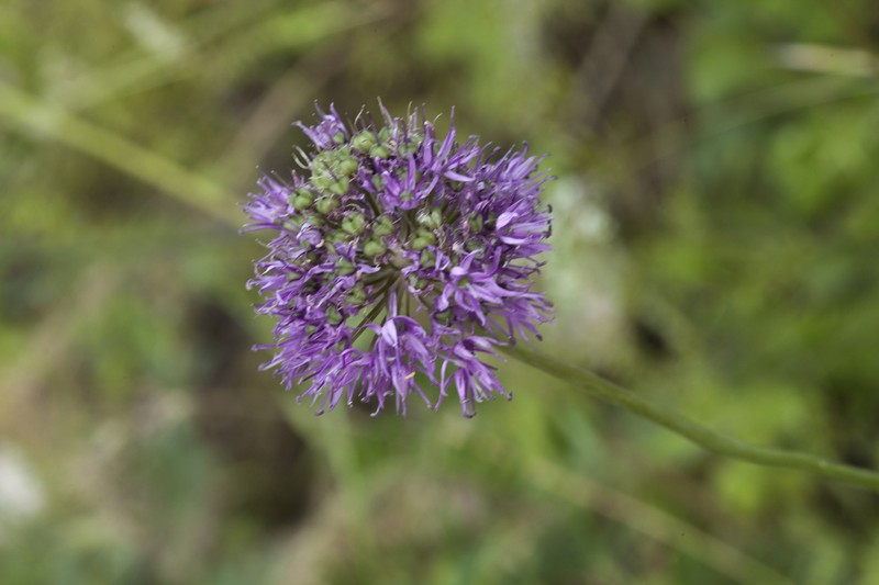Allium tschimganicum photo 4