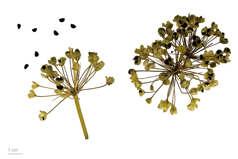 Chinese Chives photo 2