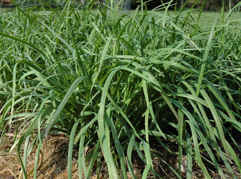 Chinese Chives photo 3