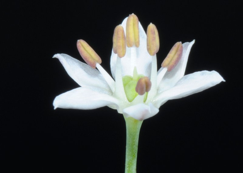 Chinese Chives photo 4