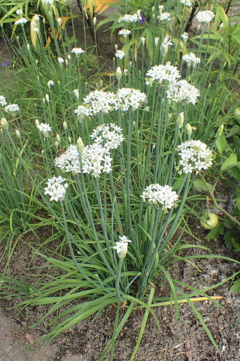 Chinese Chives