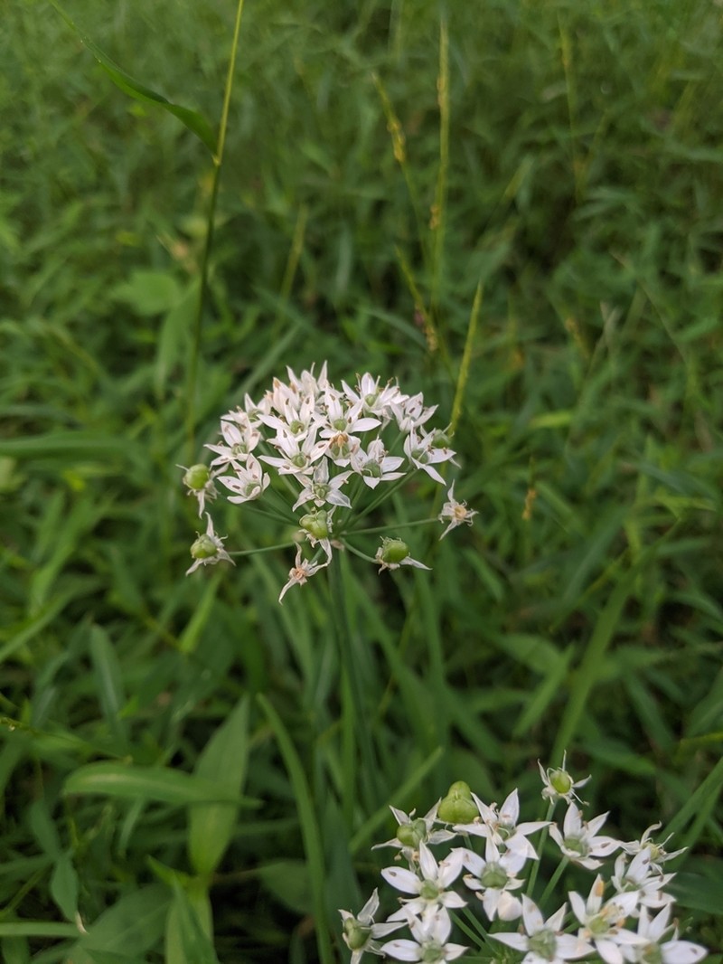 Chinese Chives photo 7