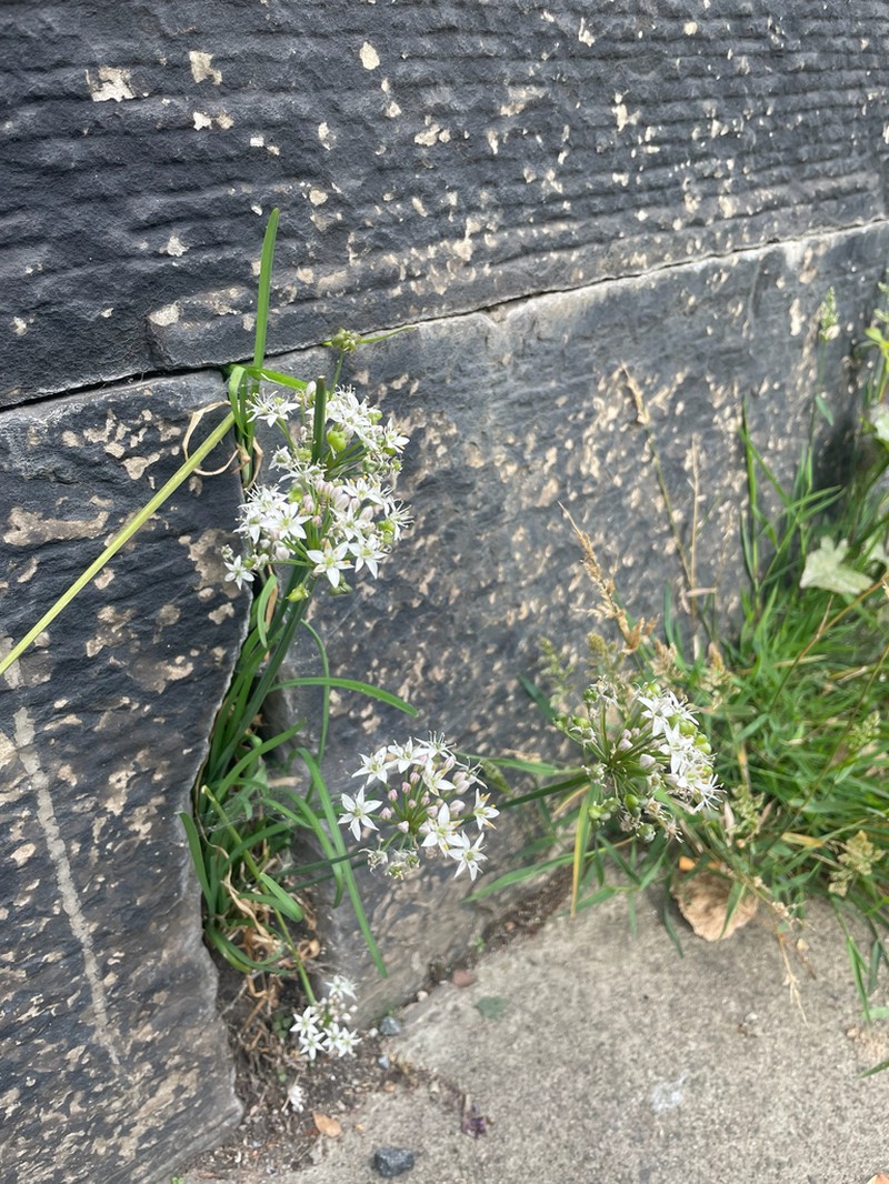Chinese Chives photo 8