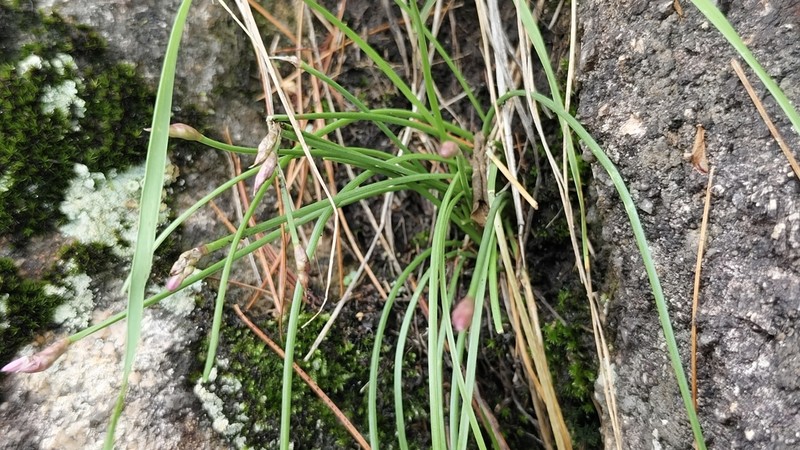 Allium tubiflorum